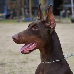 Infinity - Doberman Pinscher