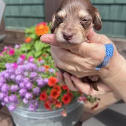 Girl 2 - Chocolate and cream female Dachshund puppy in Gouverneur, New York from Dack Dachshunds