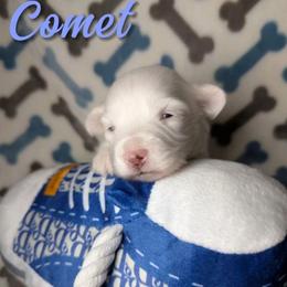 Comet - White male Havanese puppy in Decatur, Alabama from LaBeouf Havanese’s