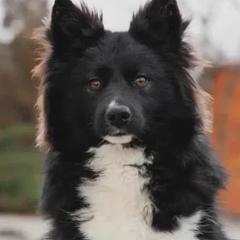 Ford - Nenets Herding Laika