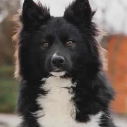 Ford - Nenets Herding Laika