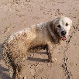 Golden Retriever All Grown Up from Night Sky Golden