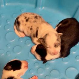 Dandelion - White and blue merle male Border Collie puppy in Lebanon, Oregon from Cahill’s Canines