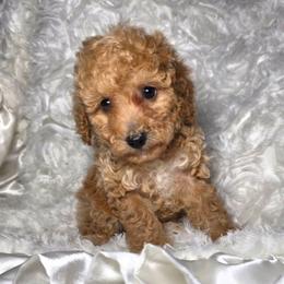 Frosty - Red  male Poodle puppy in West Point, Mississippi from Golden Paws