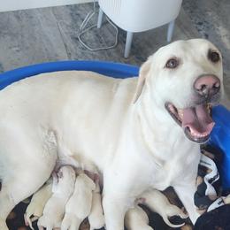 Girl 3 - Yellow female Labrador Retriever puppy in Arizona from Lily's White Labs
