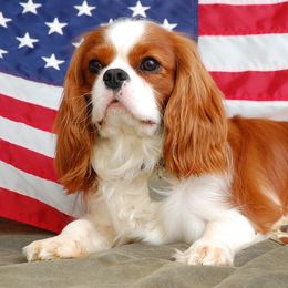 Cavalier King Charles Spaniels from Rocky Bar Cavaliers