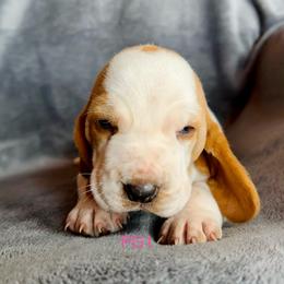 PG1 - Red and white female Basset Hound puppy in Britton, South Dakota from K&S Canines