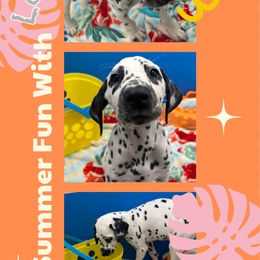 AKC LUA Louis - White and black male Dalmatian puppy in Euless, Texas from 101 Dew Dream Valley Dalmatians