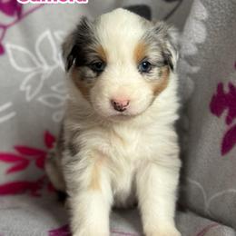 Gamora - Blue merle female Australian Shepherd puppy in Rapid River, Michigan from Echolight Australian Shepherds