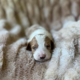 Spooky - Parti male Goldendoodle puppy in Jacksonville, Florida from Dandelion Doodles