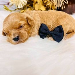 Douglas - Apricot male Cavapoo puppy in Nixa, Missouri from Davis Family Doodles