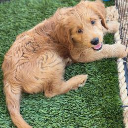 Prada - Apricot female Goldendoodle puppy in Las Vegas, Nevada from Puppies of the West