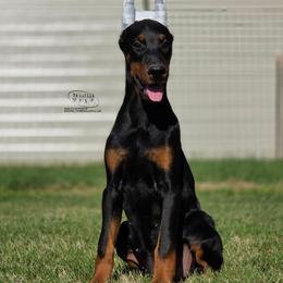Mia - Black and rust female Doberman Pinscher puppy in China Township, Michigan from Snell's Superior Kennel Dobermann & GSP