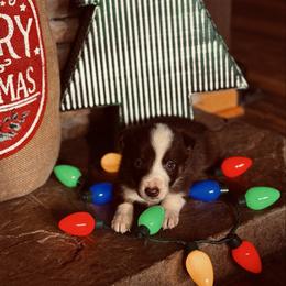 Latch x Lassie - Girl 3 - Red and white - White and red female Border Collie puppy in Minden, Iowa from Rocking N Registered Border Collies & Labradors