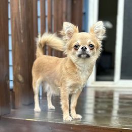Maggie - Chihuahua