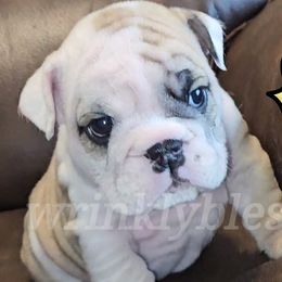 Juniper - Red brindle and white Bulldog puppy in Granville, Iowa from Wrinkly Blessings English Bulldogs