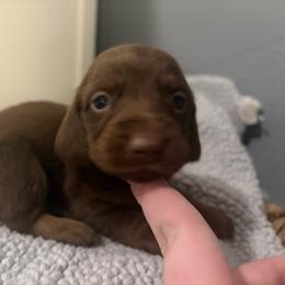 Aurora - Chocolate female Dachshund puppy in Dinwiddie, Virginia from White Oak Kennels