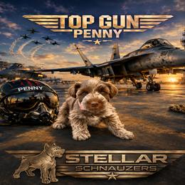 Penny - Parti female Miniature Schnauzer puppy in Grantsville, Utah from Stellar Schnauzers