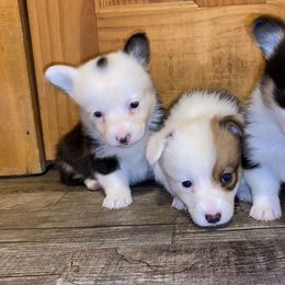 American Corgi, Pembroke Welsh Corgi, and Yorkshire Terrier Puppies from Ingram's Corgis & Yorkies