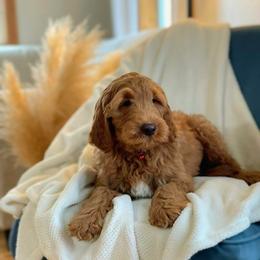 Boy 3 - Goldendoodle puppy in Sugarcreek, Ohio from True Hearted Doodles