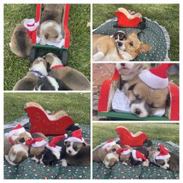 Pembroke Welsh Corgi Puppies from Mesa Acre