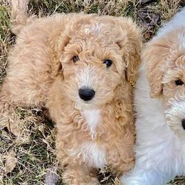 Goldendoodles from Dolce Vita’s Doodles