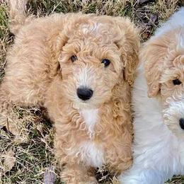 Goldendoodles from Dolce Vita’s Doodles