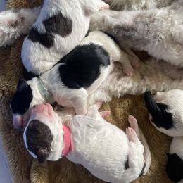 Aussiedoodle Puppies from Deason Doodles