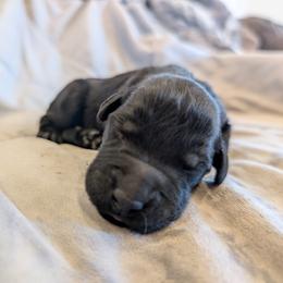 AKC Saga - Black female Giant Schnauzer puppy in Tombstone, Arizona from Vanguard Giants