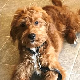 Sadie - Goldendoodle