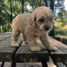 Cockapoo Puppies from East St. Poodles & Doodles
