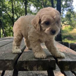 Cockapoo Puppies from East St. Poodles & Doodles