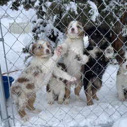 Australian Shepherd, Miniature American Shepherd, Miniature Australian Shepherd, and Toy Australian Shepherd Puppies from Painted Blue Aussies