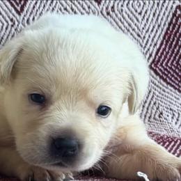 Boy 4 - Yellow male Labrador Retriever puppy in Jamestown, Ohio from Heartlands Quality Labrador Retrievers