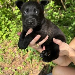 Orange Girl 5 - Black female Belgian Malinois puppy in Orange, Texas from Tacti-Mal K9 Kennels