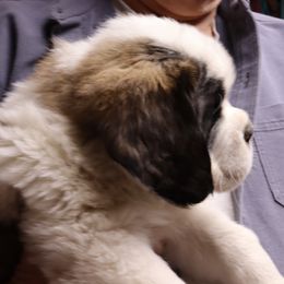 Saint Bernard Puppies from Cornerstone Saint Bernard's