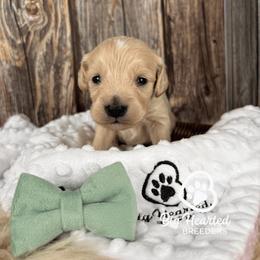 Clover - Cream male Companion Cross puppy in Utah County, Utah from Big Hearted Breeders
