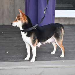Nicki - Shiba Inu