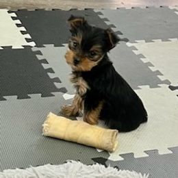 Yorkshire Terriers from Christie's Yorkies