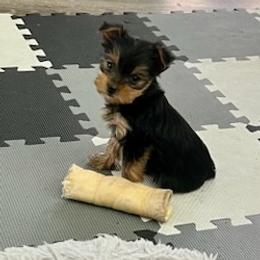 Yorkshire Terriers from Christie's Yorkies