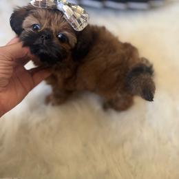 AKC Shirley Temple - Red female Shih Tzu puppy in Los Angeles, California from LUXURY PAWS
