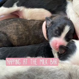 Gwen - Fawn and white female Sheepadoodle puppy in Rocky Point, North Carolina from CelticDoods