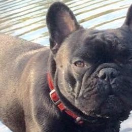 French Bulldogs and Mastiffs from Liberty Mountain