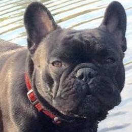 French Bulldogs and Mastiffs from Liberty Mountain