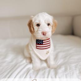 Captain - Yachties - Caramel cream male Australian Labradoodle puppy in Syracuse, Indiana from The Doodle Cove