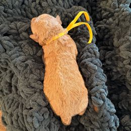 Yellow Girl - Apricot female Goldendoodle puppy in Covington, Louisiana from MyKy Puppies