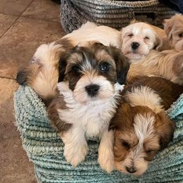 Havanese from Have A Havanese Puppy