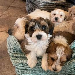 Havanese from Have A Havanese Puppy