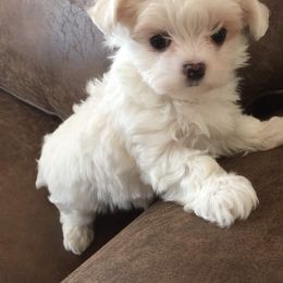 Maltese Puppies from Oak Grove Maltese
