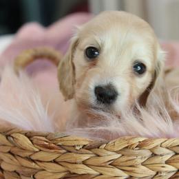 Gabby - Cream female Dachshund puppy in Laurel, Mississippi from Kissinger Dachshunds